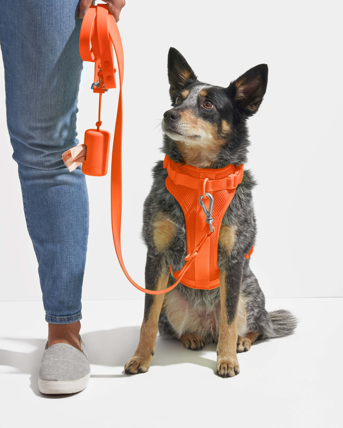 Wild One Dog Leash - Eva Pet - Wild One