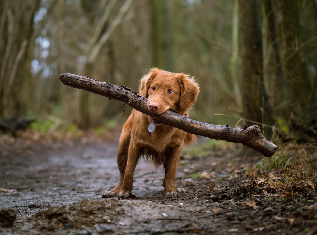 The Nose Knows: Why Smell Is a Dog’s Superpower