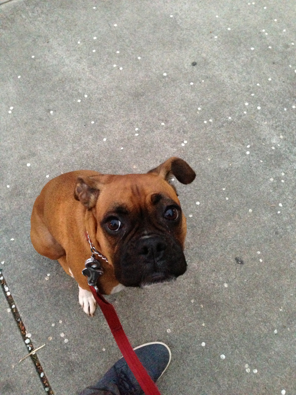 Eva puppy dog looking up 