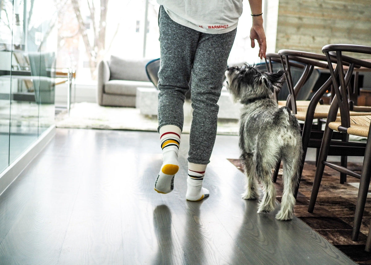 Standard Schnauzer walking inside office