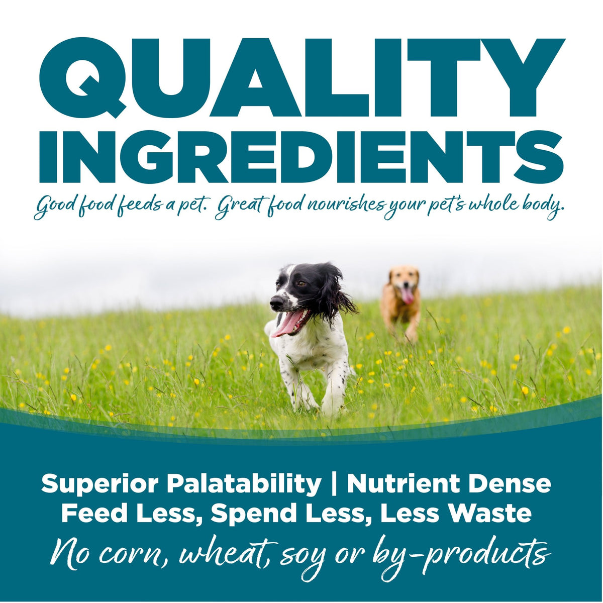 Adult Chicken & Rice - Eva Pet - NutriSource