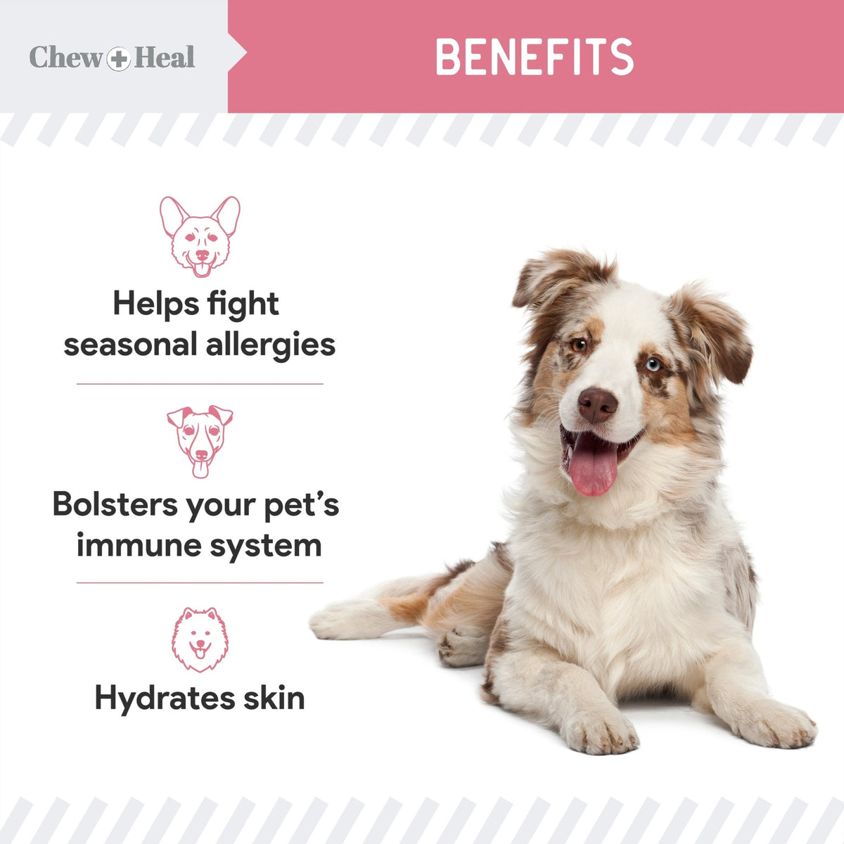 Allergy Aid Soft Chew Allergy Supplement for Dogs - Eva Pet - Chew + Heal