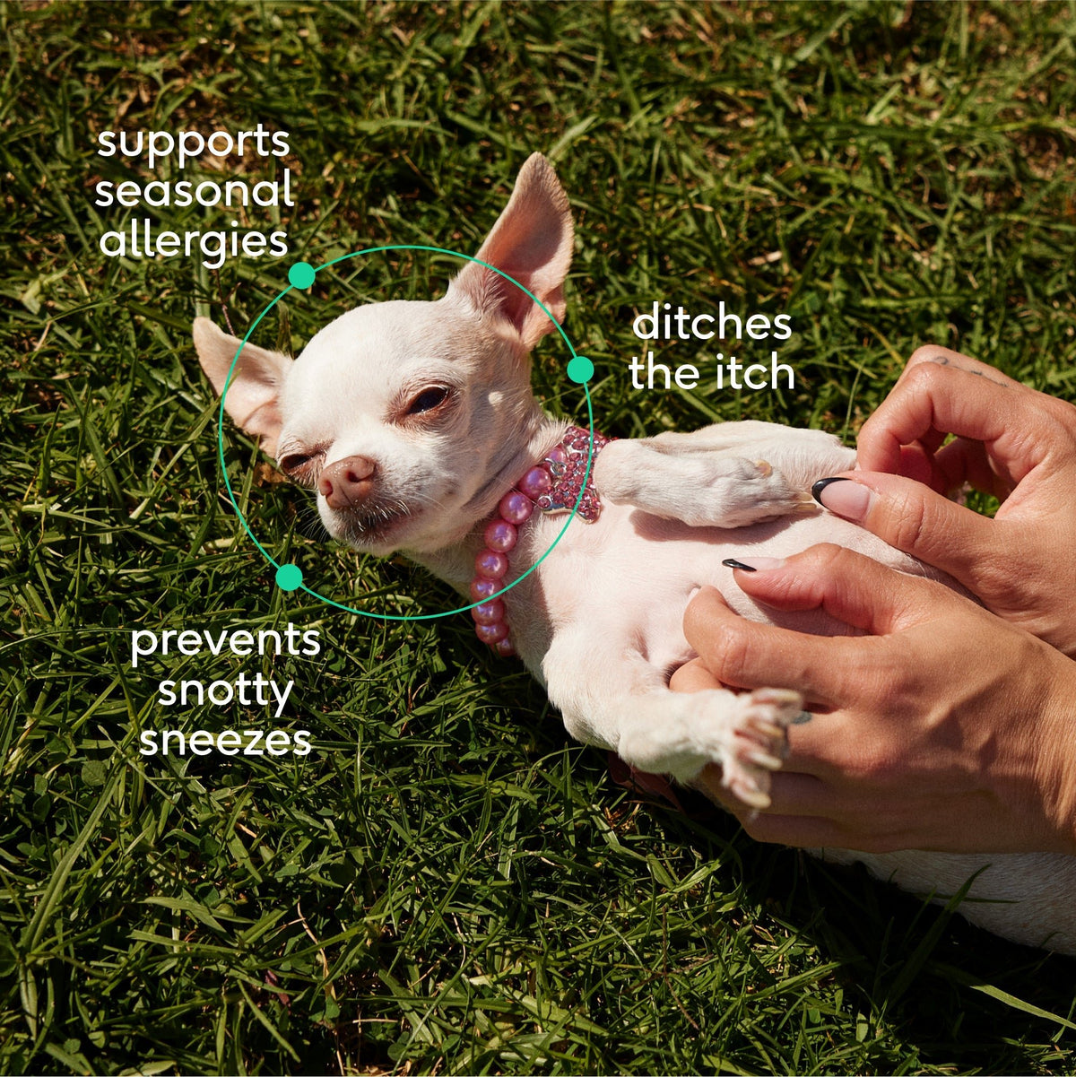 ALLERGY CHEWS - Eva Pet - Native Pet