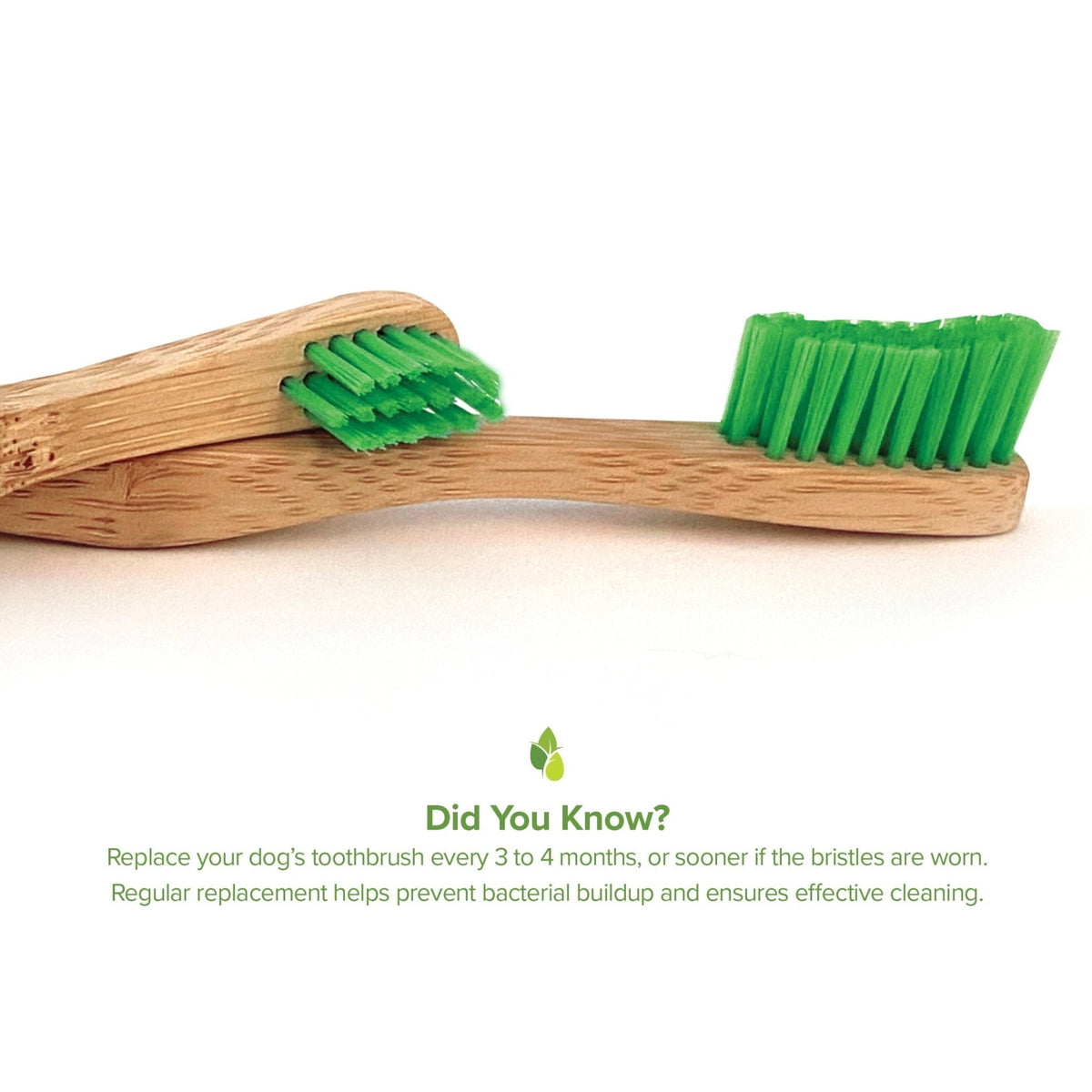 Bamboo Toothbrush for Large Dogs - Organic Dental Solutions® - Eva Pet - Pure and Natural Pet