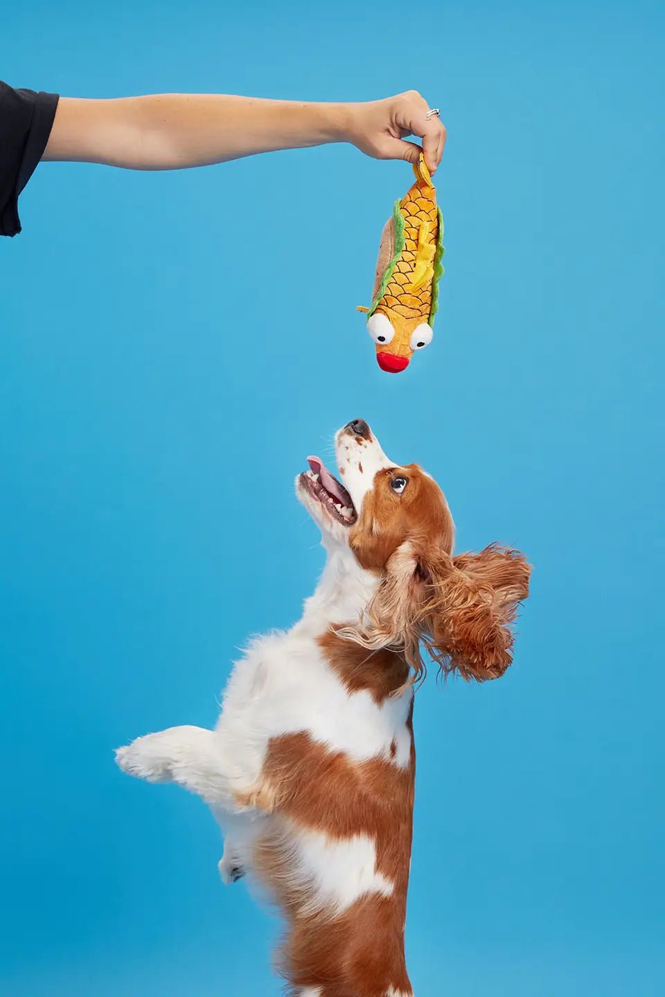 Bark Ernesto the Fish Taco - Eva Pet - BARK