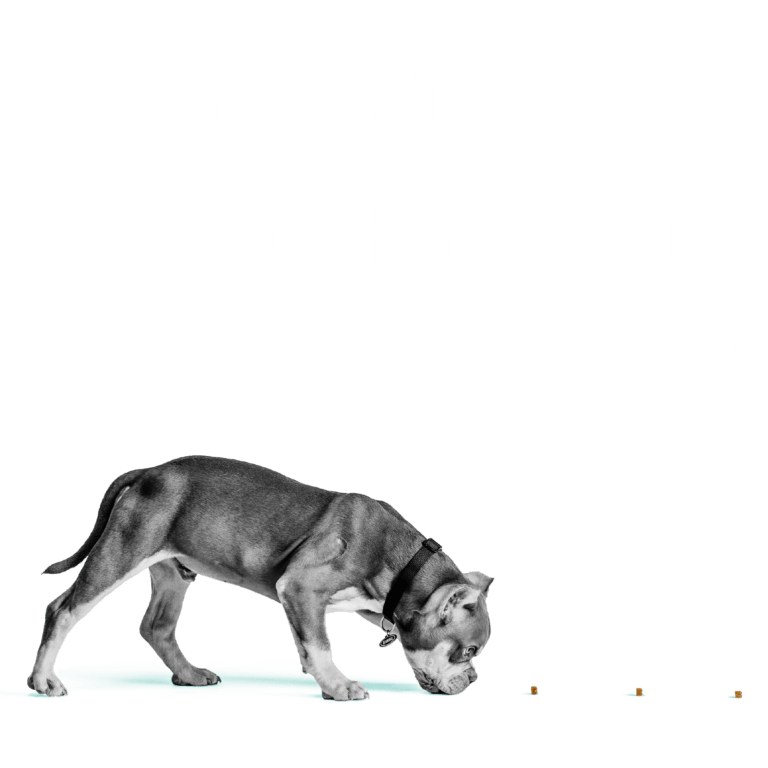 BIXBI® Pocket Trainers® for Dogs – Chicken Recipe - Eva Pet - Bixbi
