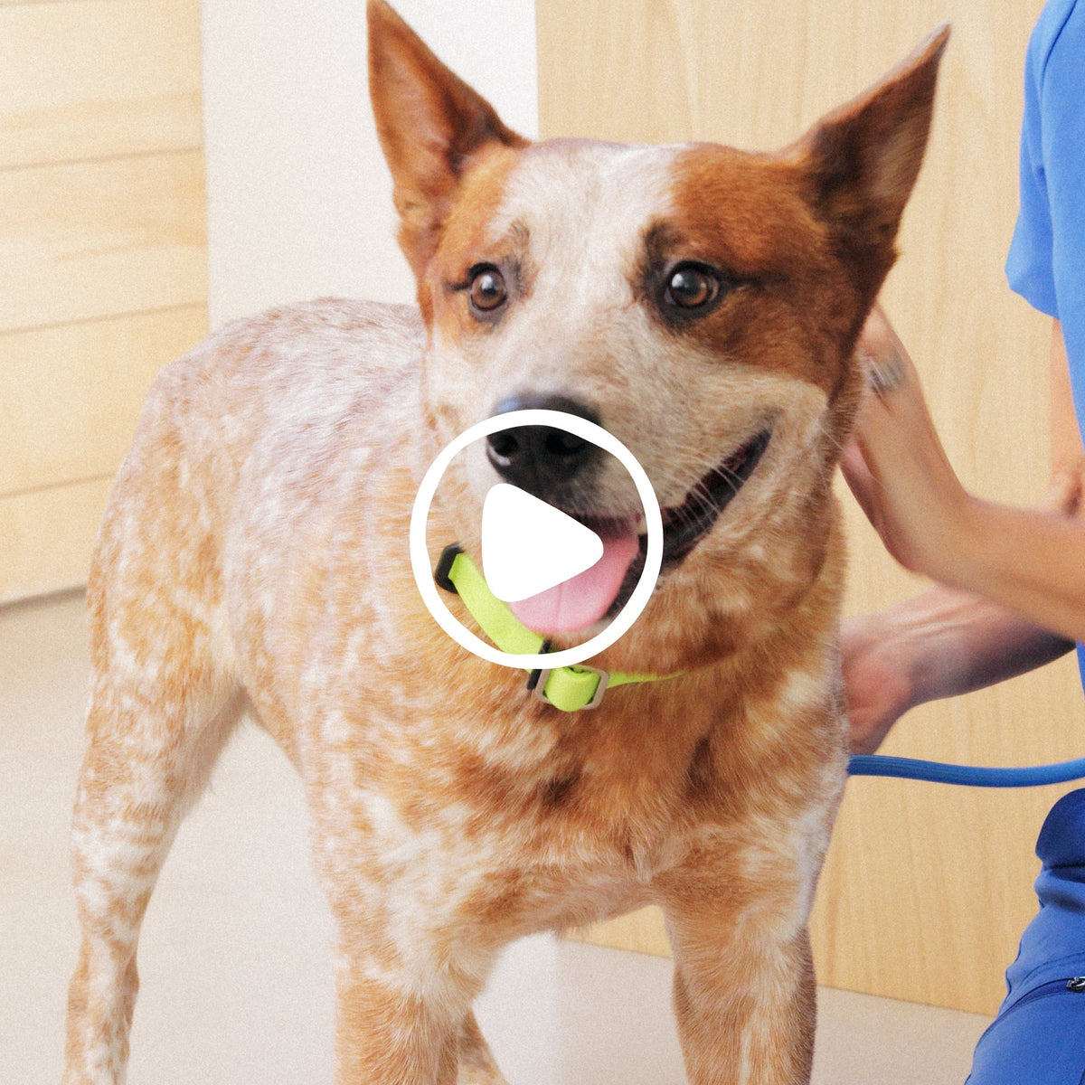 BLADDER CHEWS - Eva Pet - Native Pet