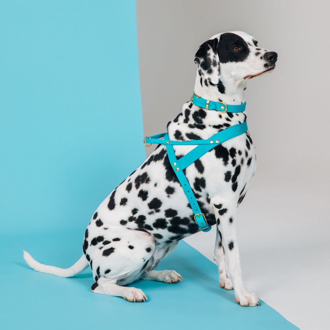 Butter Leather Dog Collar - Fiji - Eva Pet - mollyandstitchus