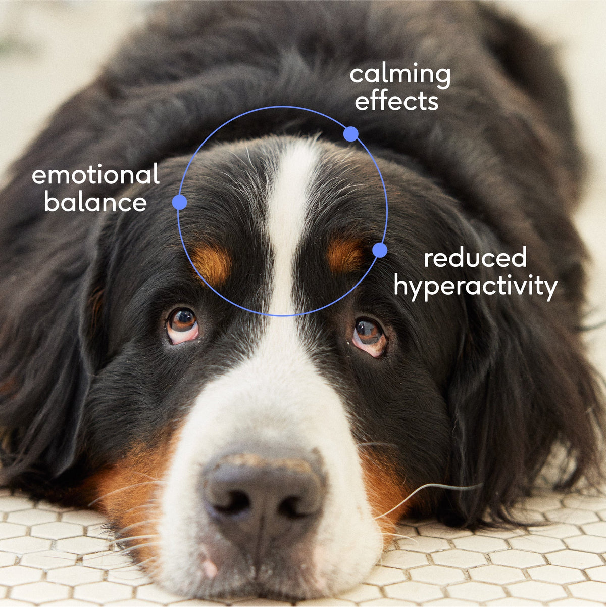 CALM CHEWS - Eva Pet - Native Pet