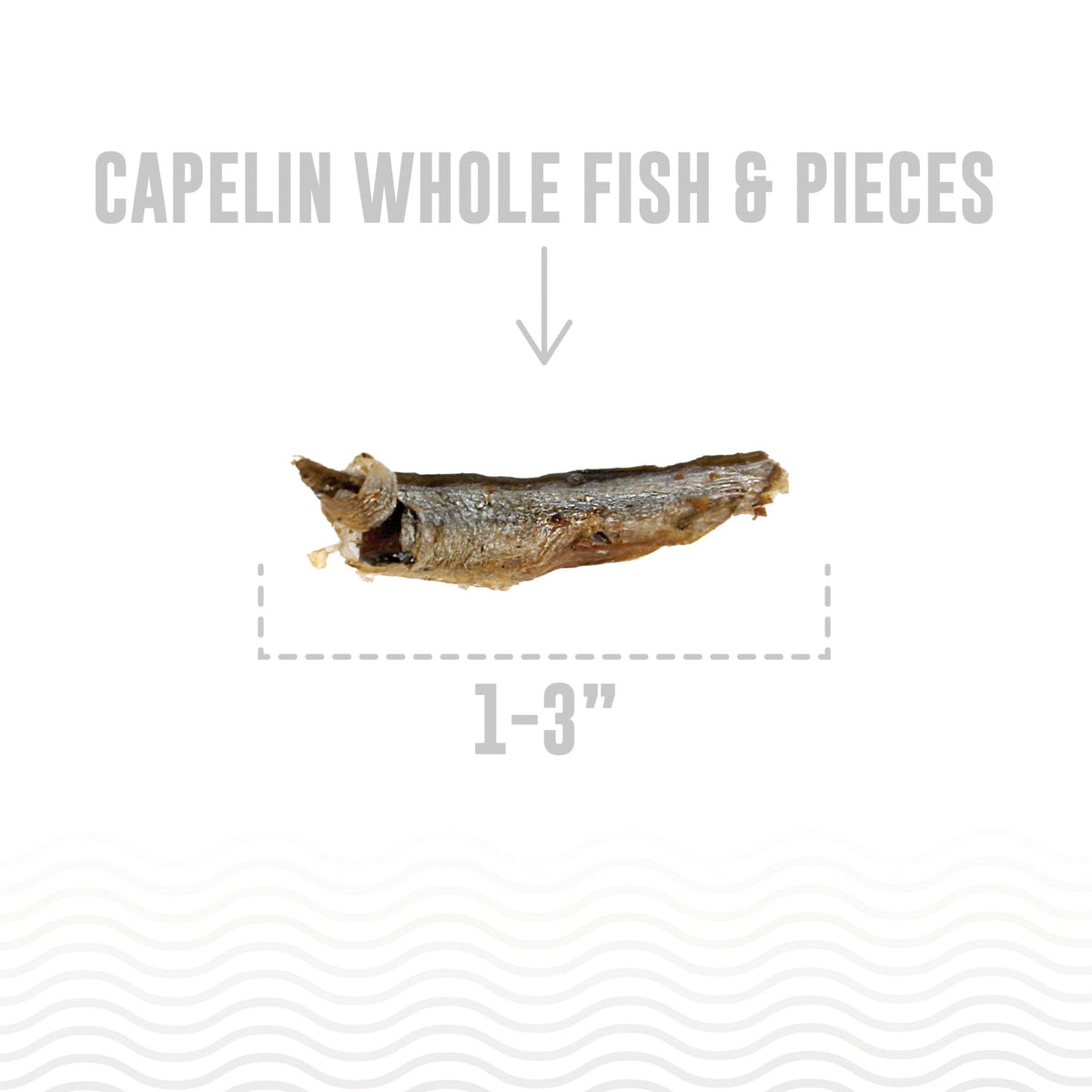 Capelin Whole Fish & Pieces Dog Treats - Eva Pet - Icelandic+