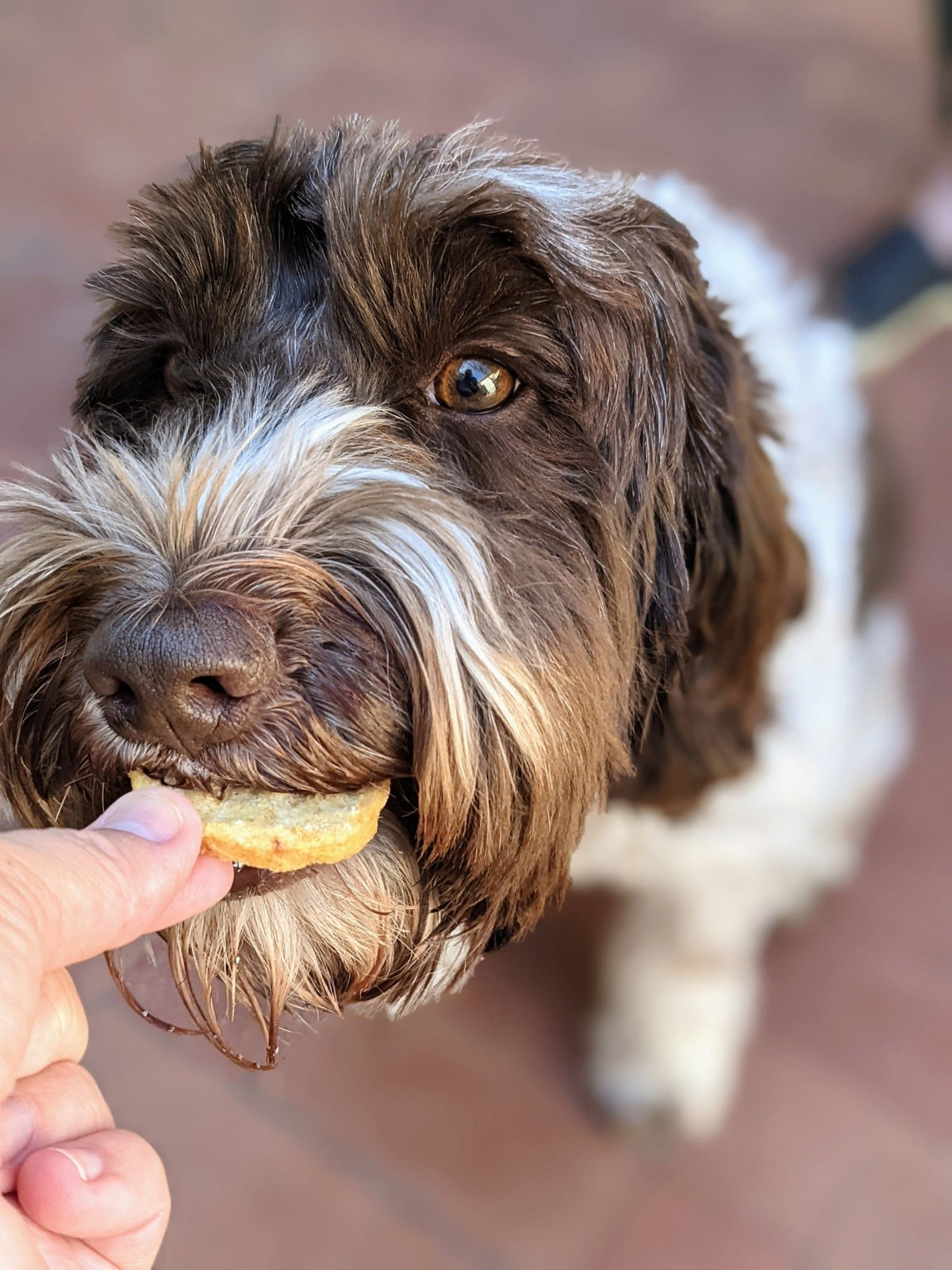Cod Fish Chips Dog Treats - Eva Pet - Icelandic+
