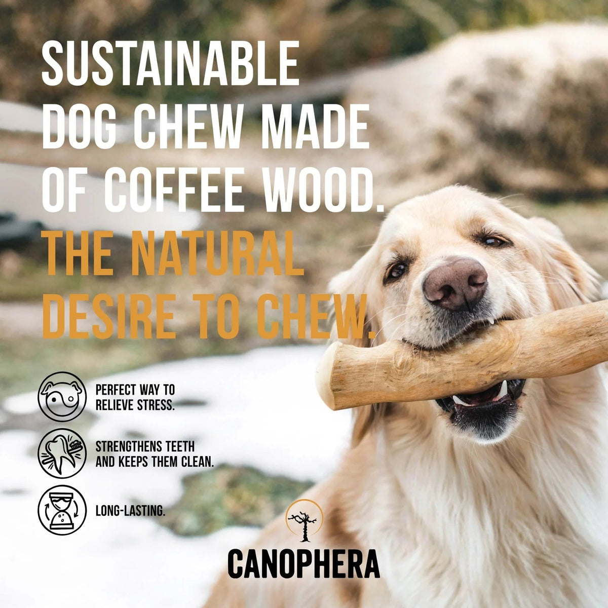 Coffee Wood Chew Sticks - Eva Pet - Eva Pet