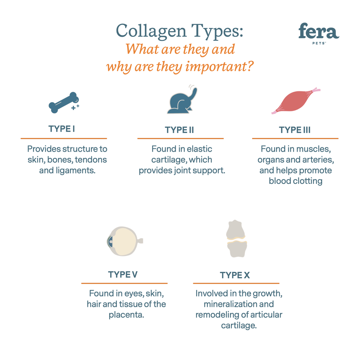 Collagen Plus - Eva Pet - Fera Pets