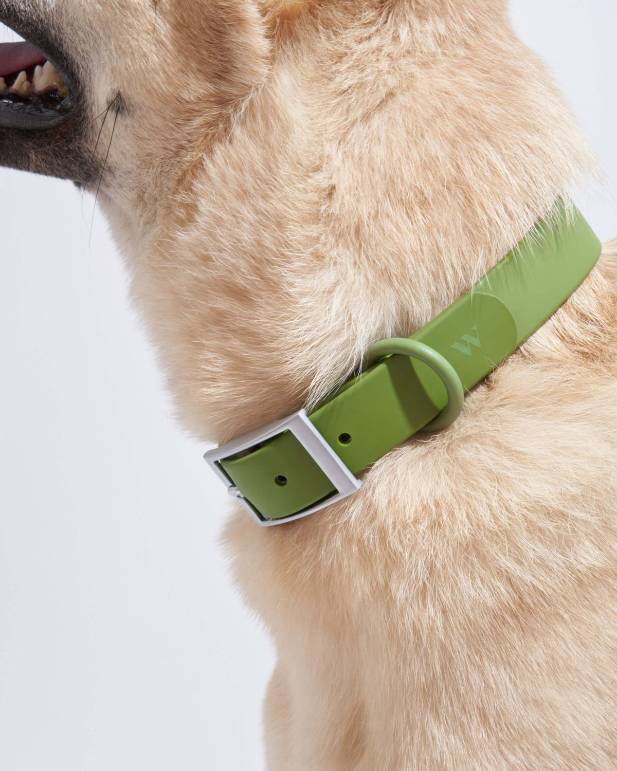 Collar - Eva Pet - Wild One