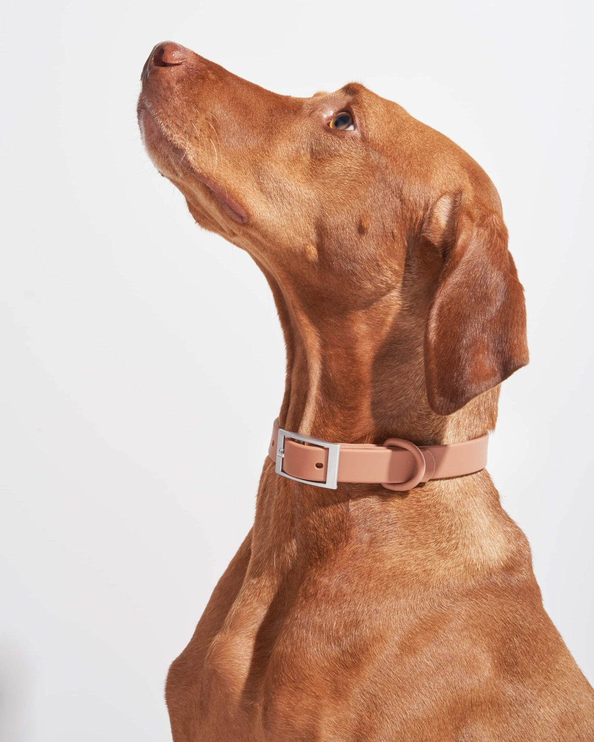 Collar - Eva Pet - Wild One