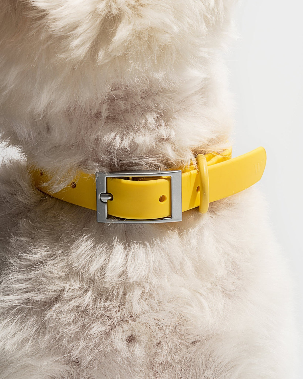 Collar - Eva Pet - Wild One