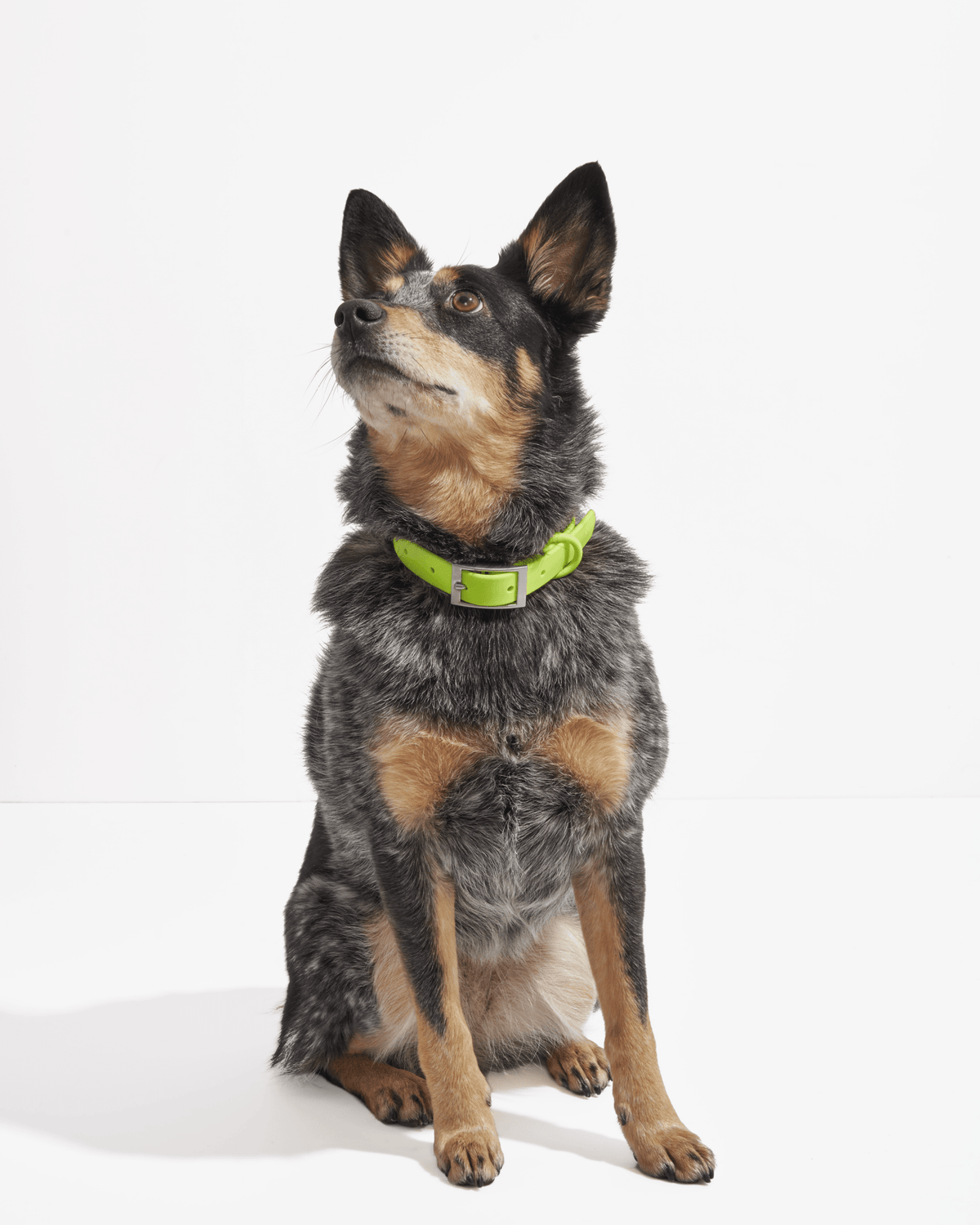 Collar - Eva Pet - Wild One