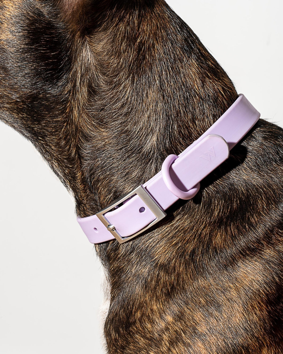 Collar - Eva Pet - Wild One