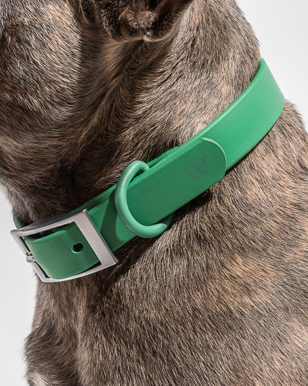 Collar - Eva Pet - Wild One