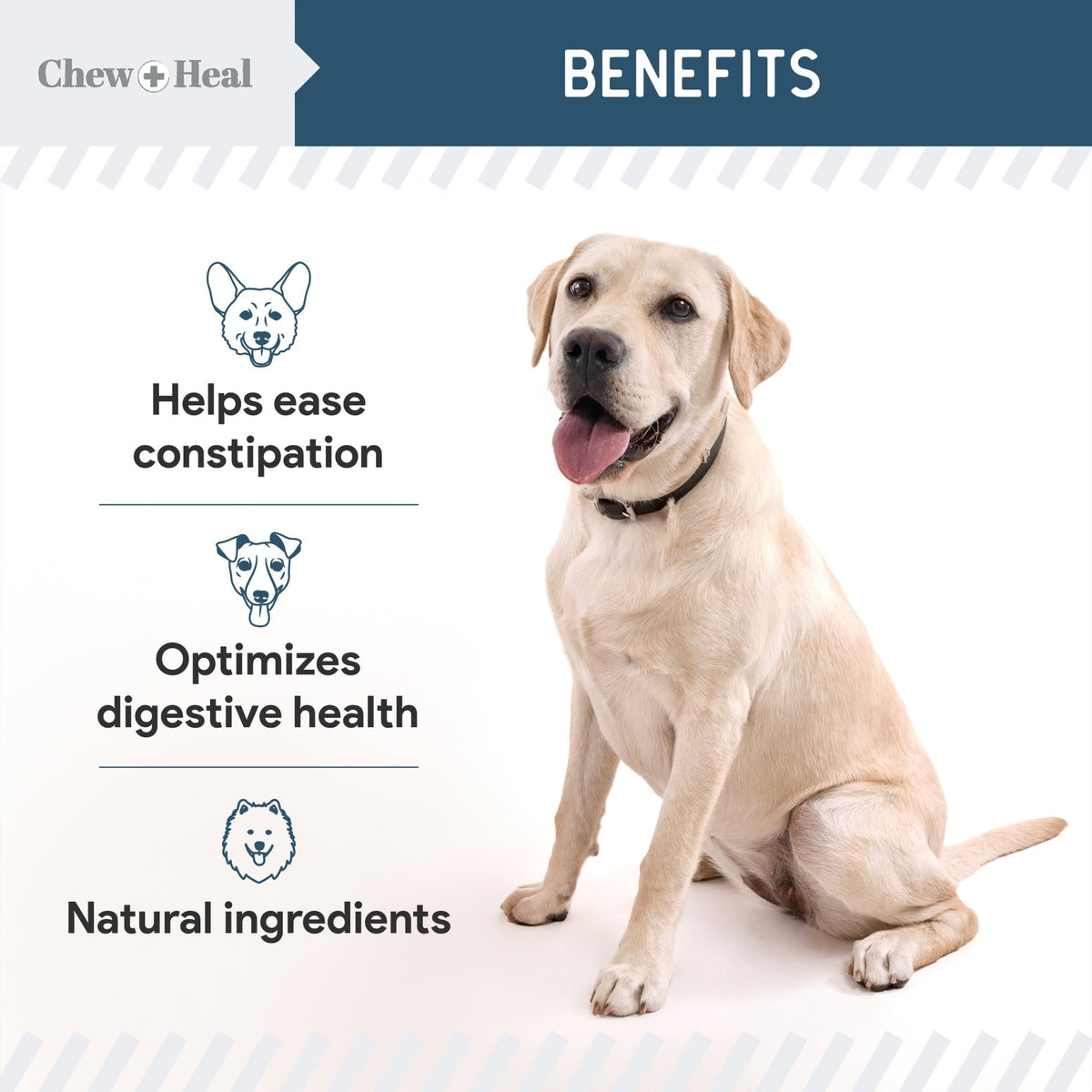 Digestive Enzymes & Probiotics Supplement for Dogs - Eva Pet - Chew + Heal
