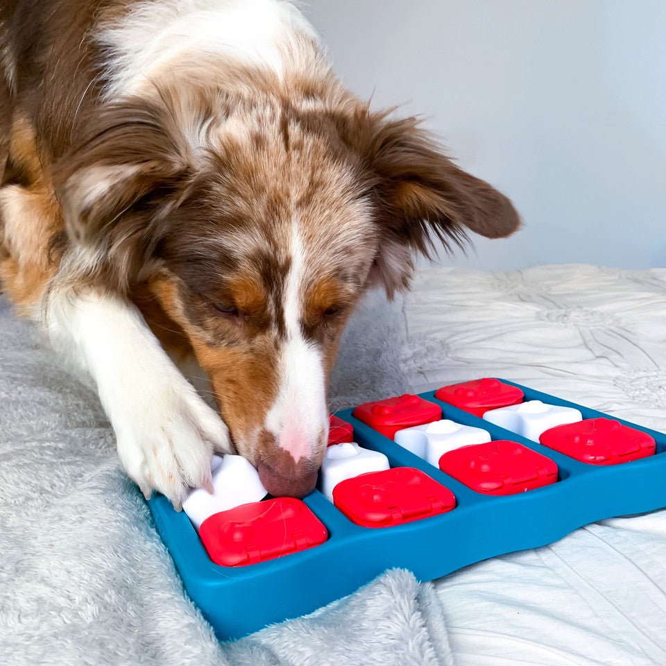 Dog Brick Interactive Treat Puzzle Dog Toy, Blue - Eva Pet - Outward Hound