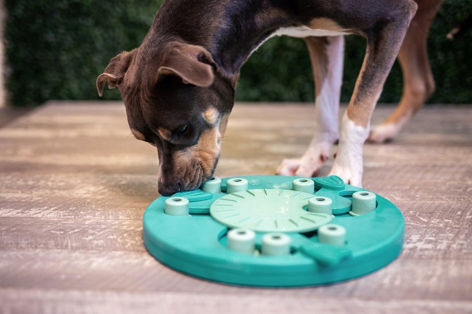 Dog Worker Interactive Treat Puzzle Dog Toy, Green - Eva Pet - Outward Hound