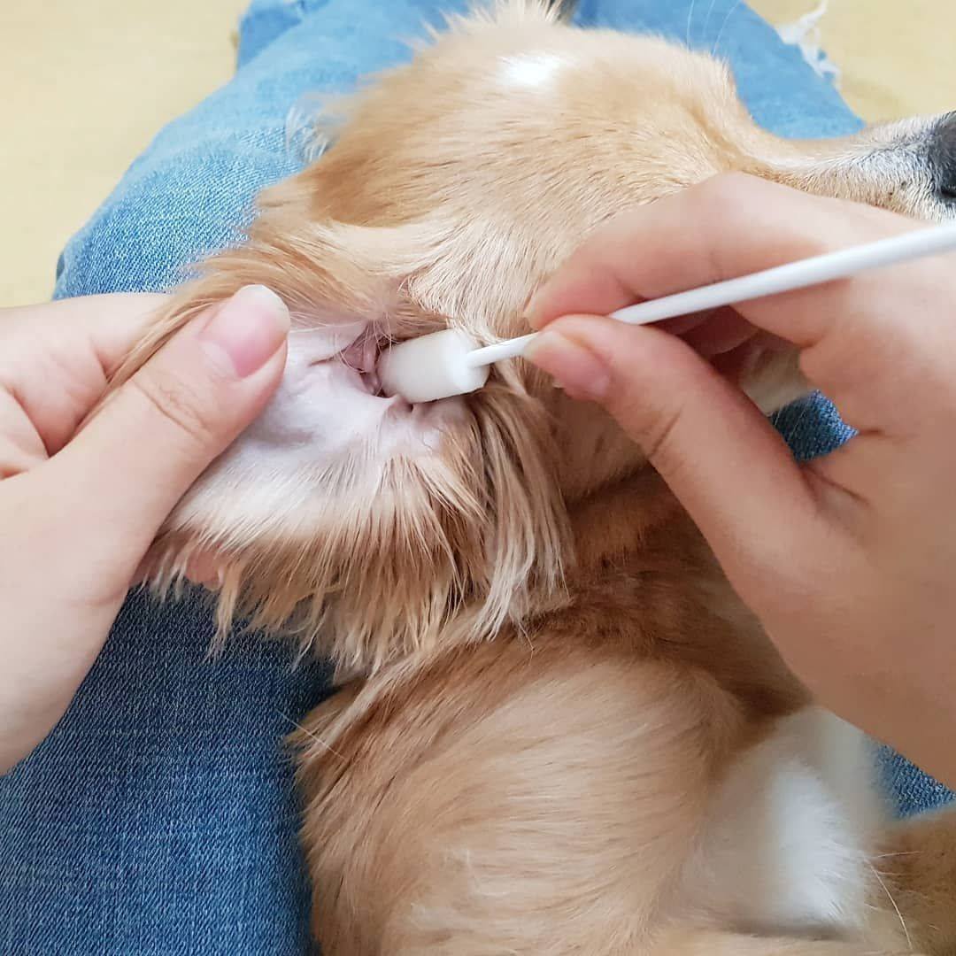 Ear Cleansing System - Eva Pet - Pure and Natural Pet