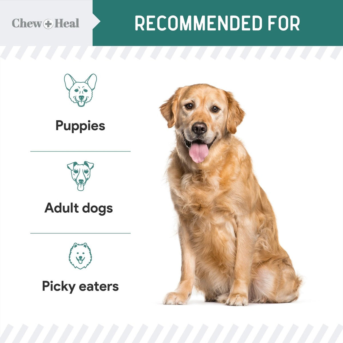 Essential 12 - in - 1 Multivitamin Soft Chews For Dogs - Eva Pet - Chew + Heal