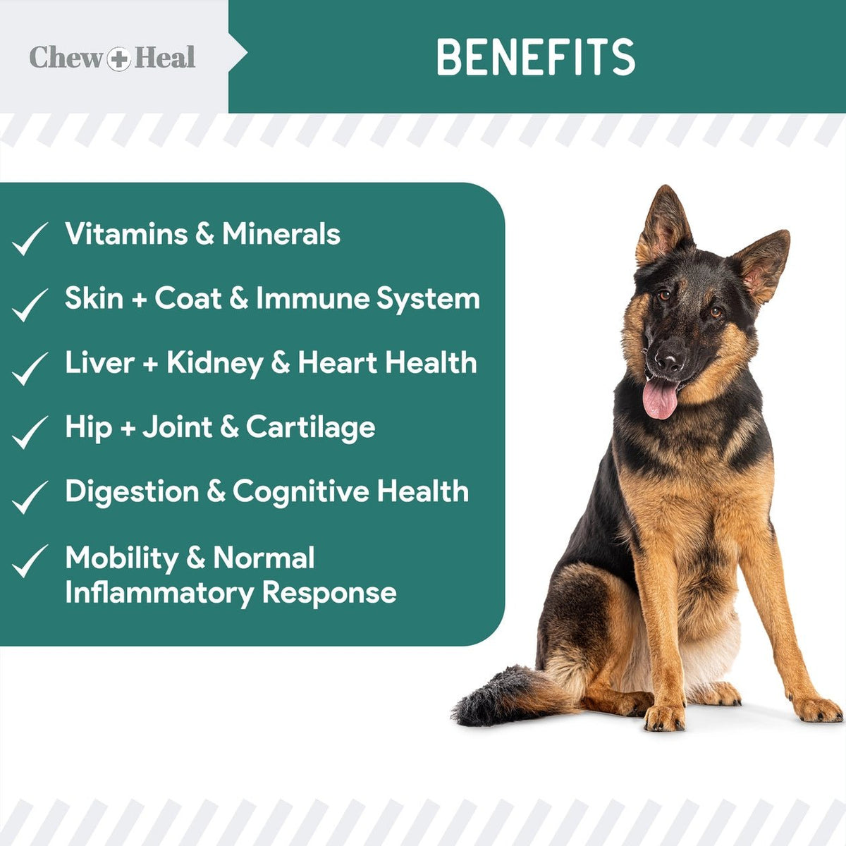 Essential 12 - in - 1 Multivitamin Soft Chews For Dogs - Eva Pet - Chew + Heal