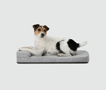 Evolv Dog Crate - Eva Pet - Diggs