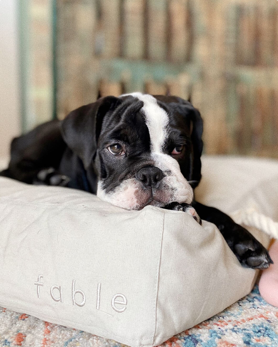 Fable Bed - Eva Pet - Fable Pets