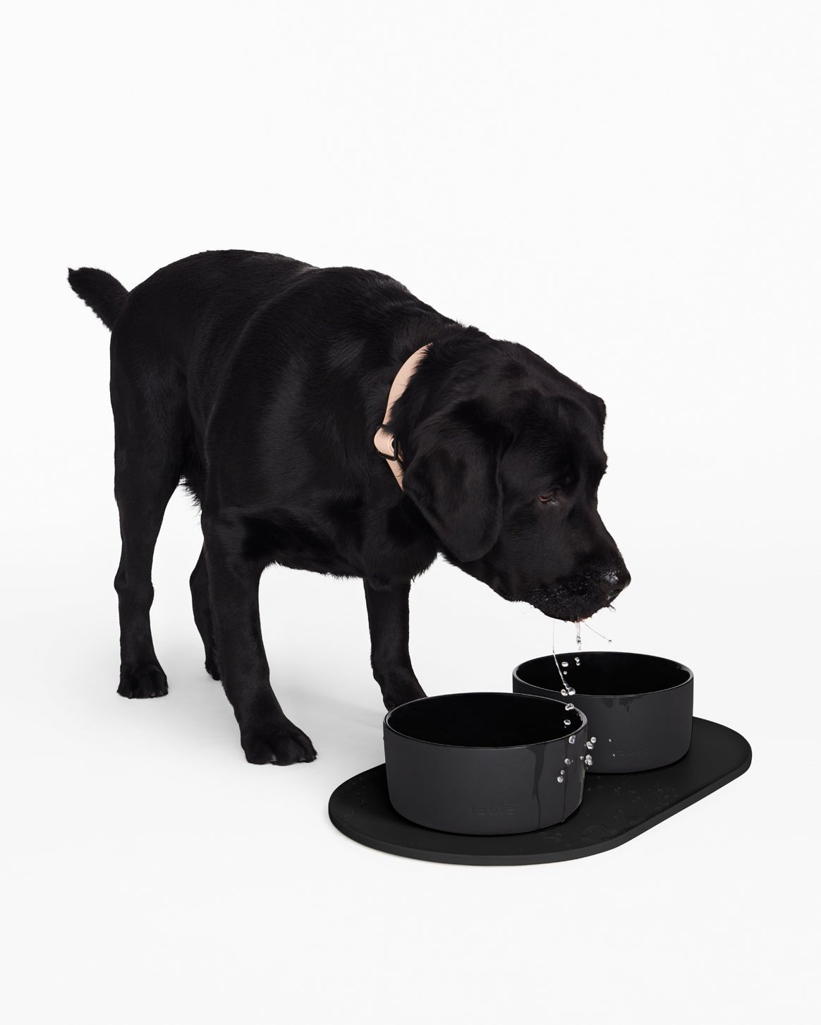 Fable Bowl - Eva Pet - Fable Pets