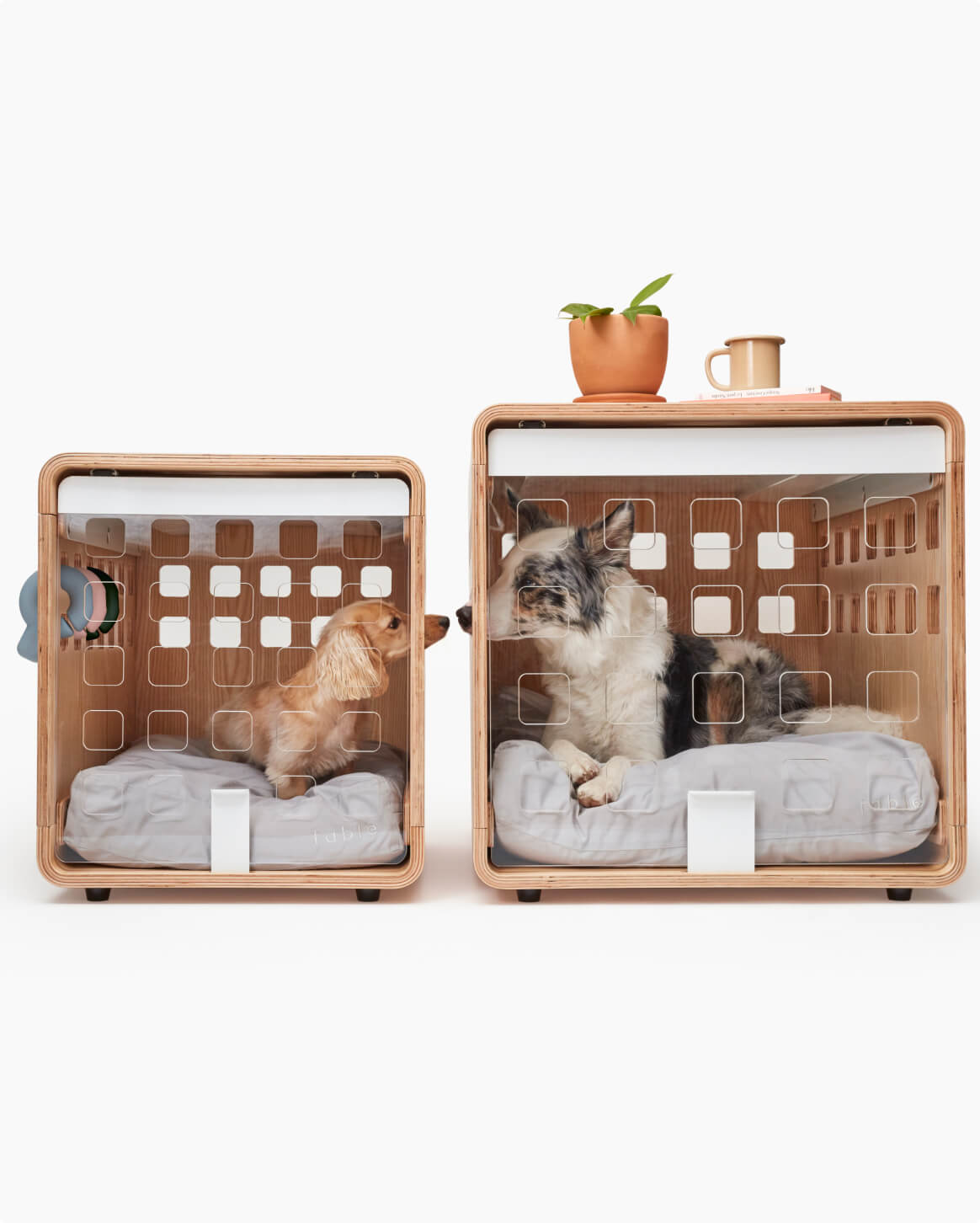 Fable Crate - Eva Pet - Fable Pets