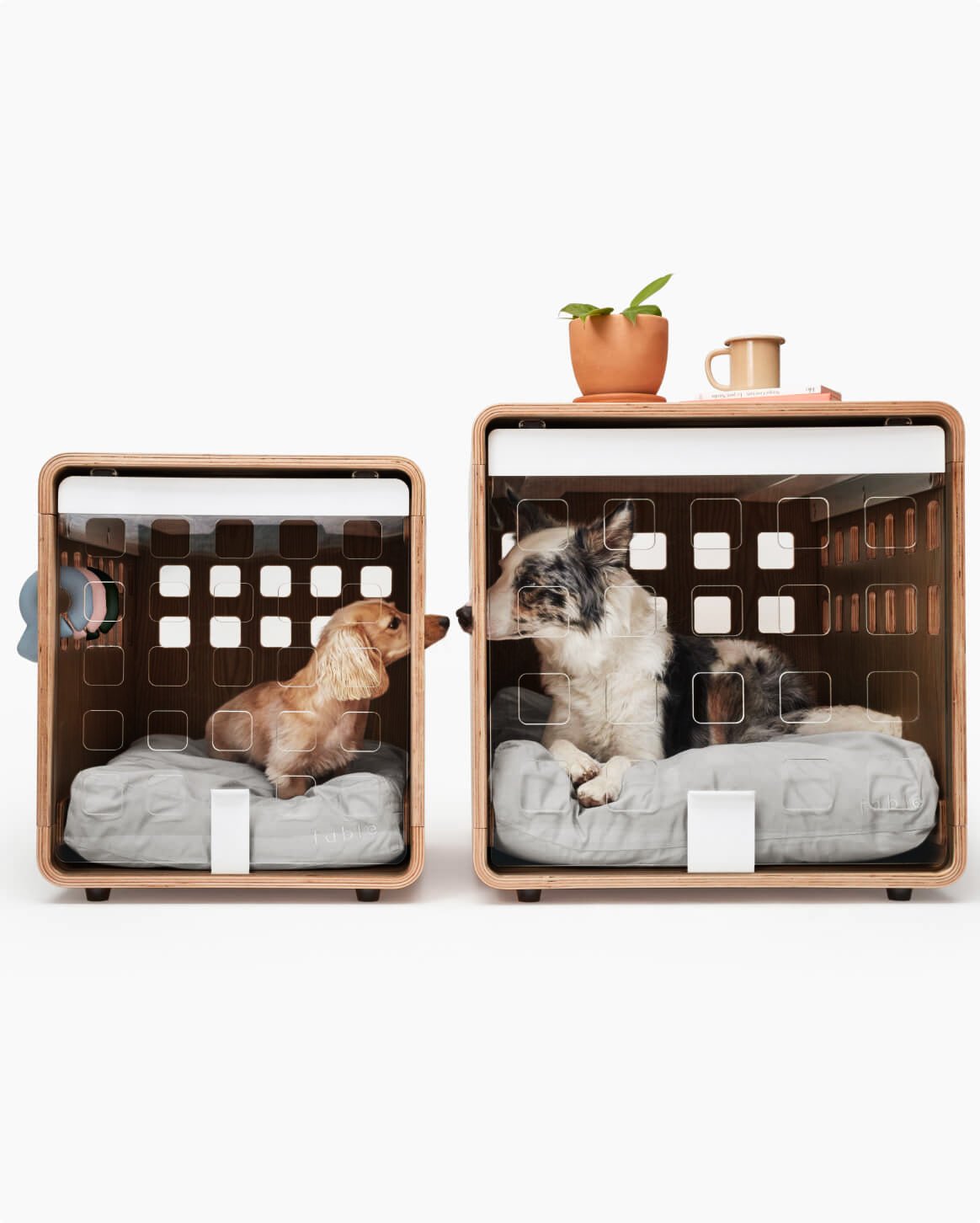 Fable Crate - Eva Pet - Fable Pets