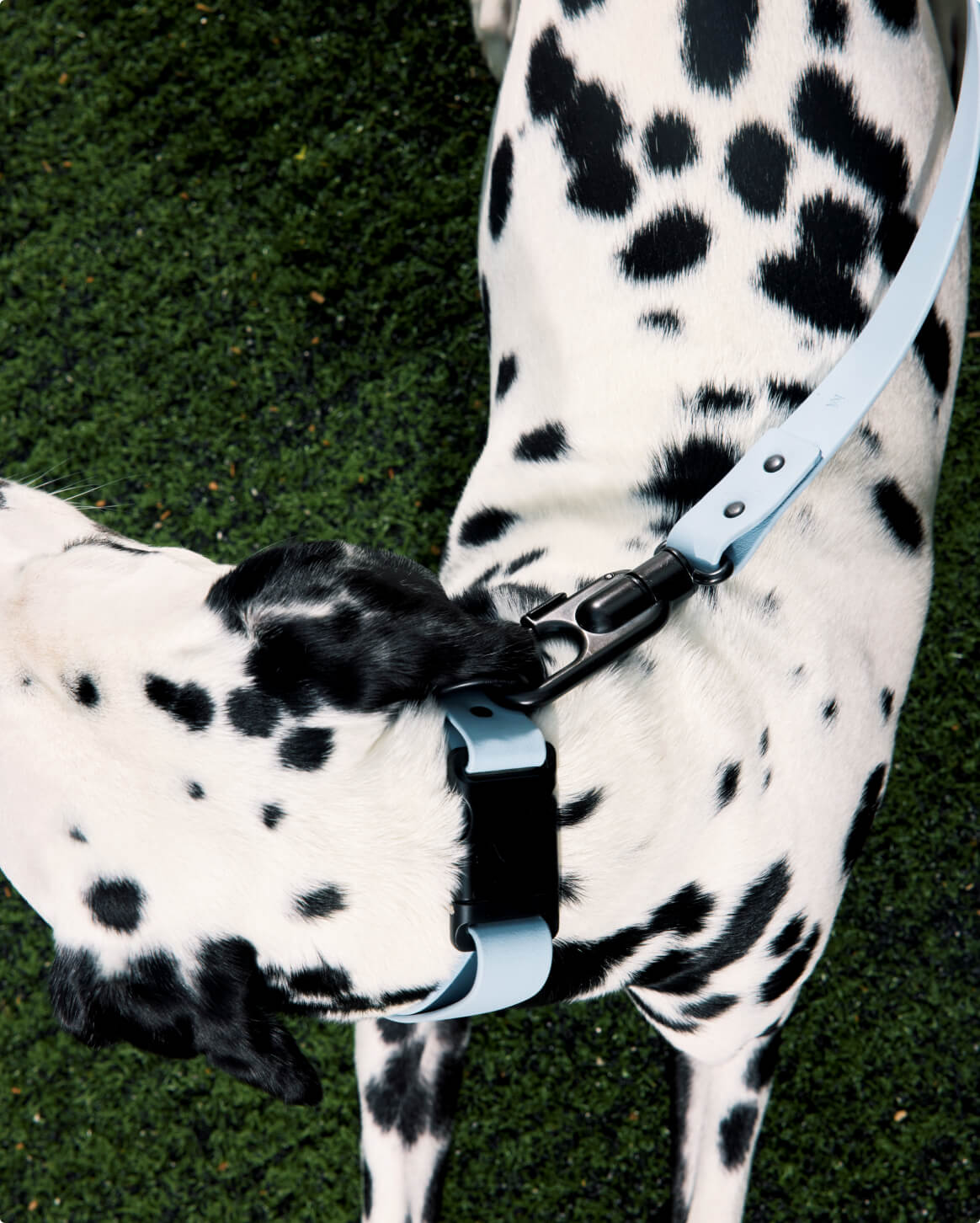 Fable Signature Collar - Eva Pet - Fable Pets