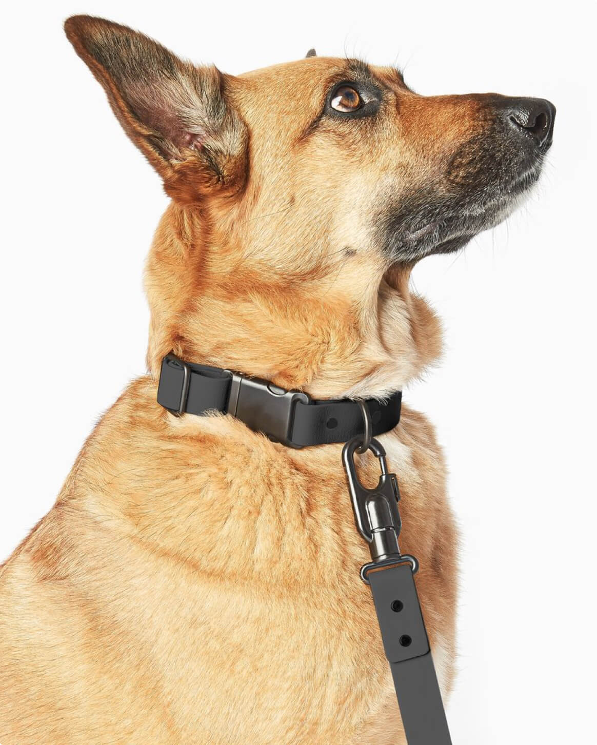 Fable Signature Collar - Eva Pet - Fable Pets