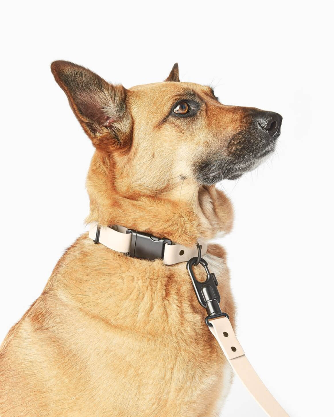Fable Signature Collar - Eva Pet - Fable Pets