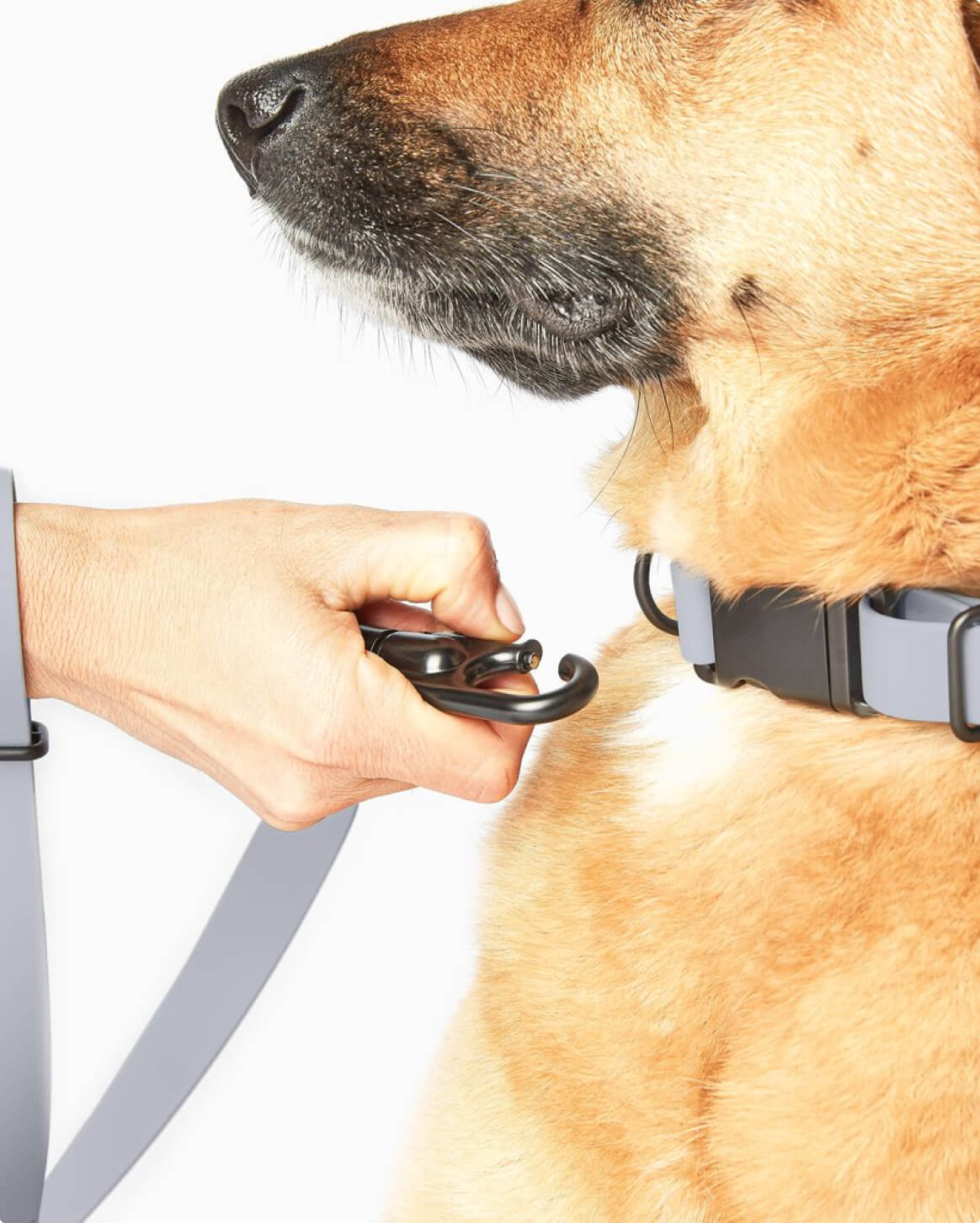 Fable Signature Collar - Eva Pet - Fable Pets