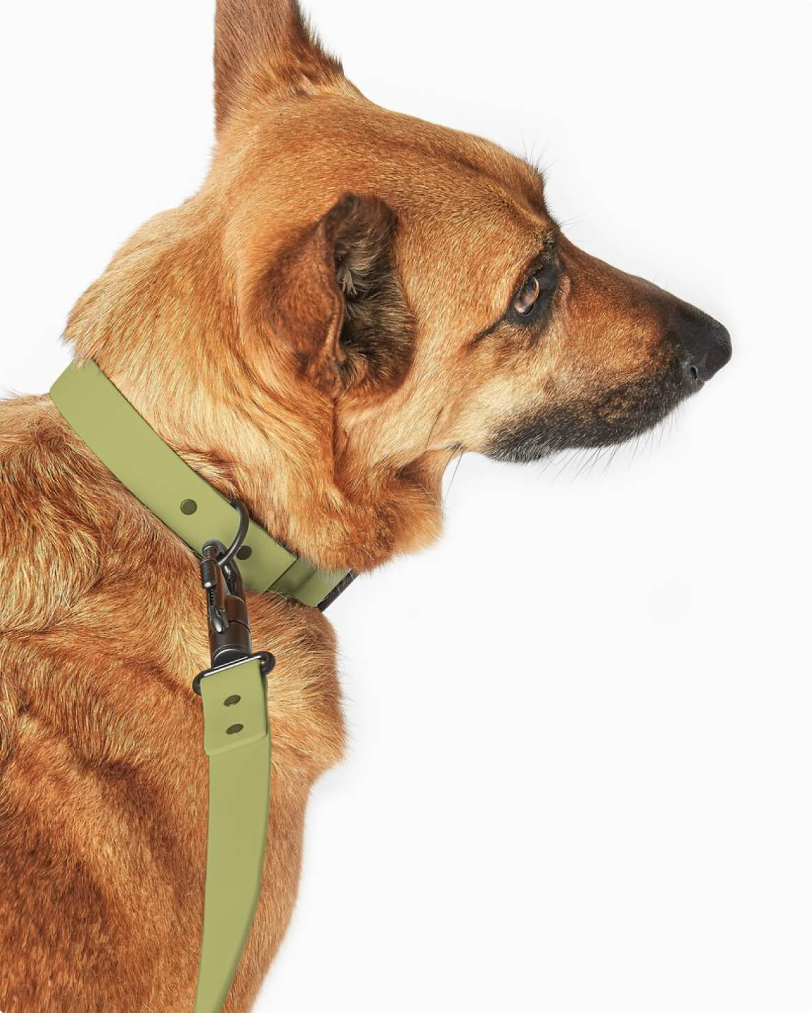 Fable Signature Leash - Eva Pet - Fable Pets