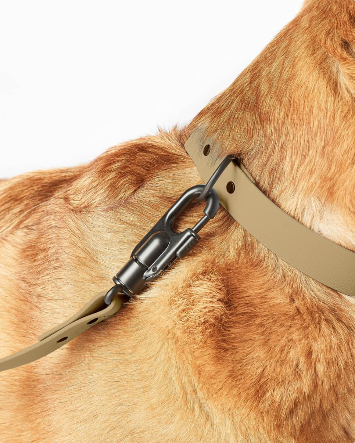 Fable Signature Leash - Eva Pet - Fable Pets