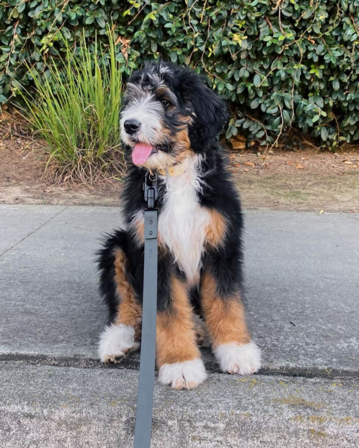 Fable Signature Leash - Eva Pet - Fable Pets