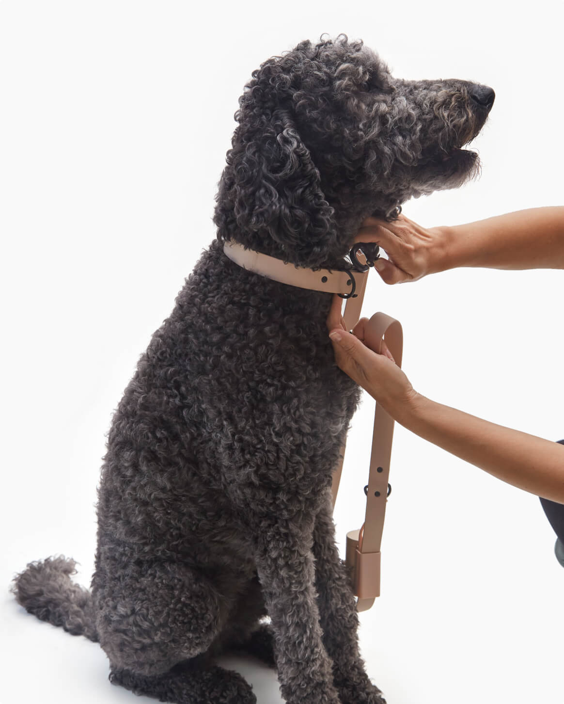 Fable Signature Leash - Eva Pet - Fable Pets