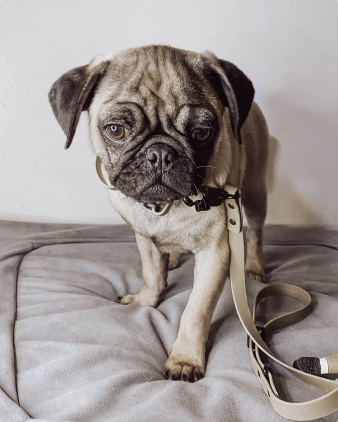 Fable Signature Leash - Eva Pet - Fable Pets