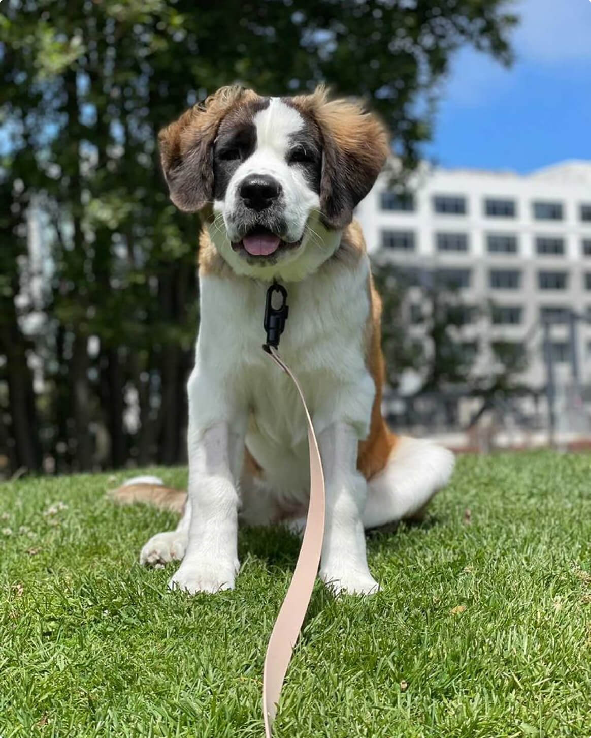 Fable Signature Leash - Eva Pet - Fable Pets