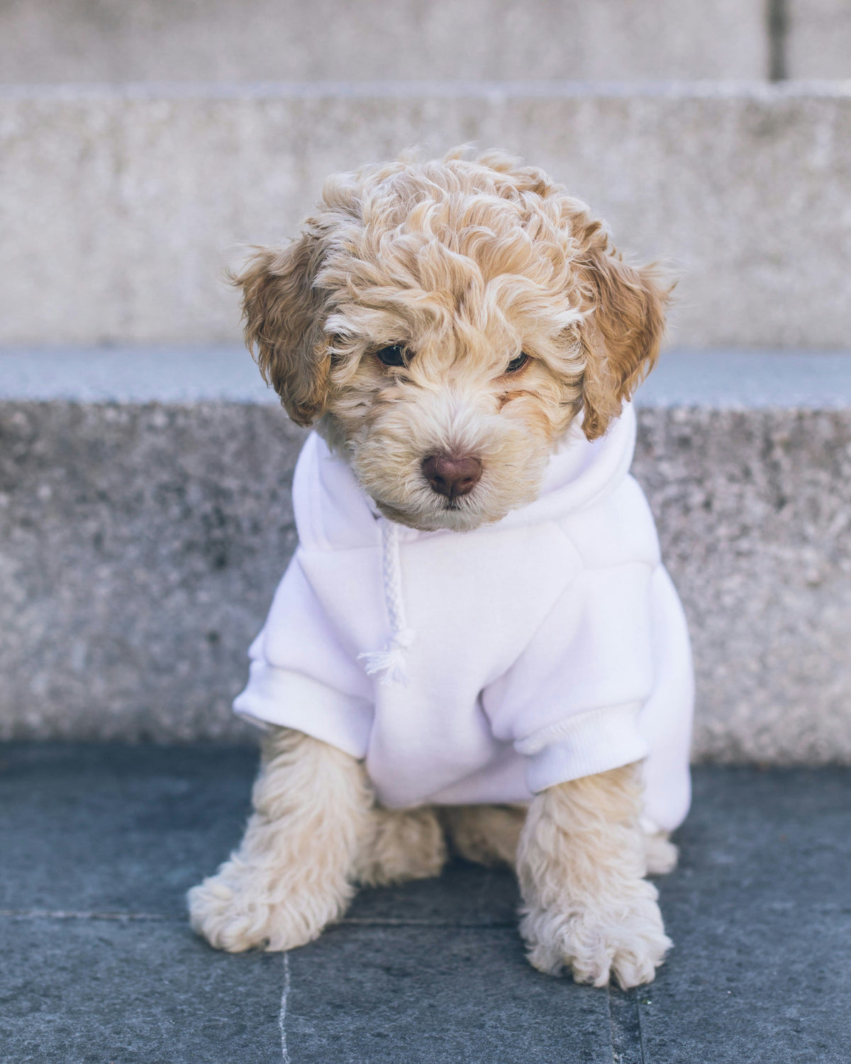 golden doodle puppy with sweater 