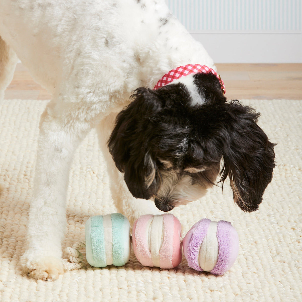 Macarons Interactive Snuffle Dog Toy - Eva Pet - The Foggy Dog