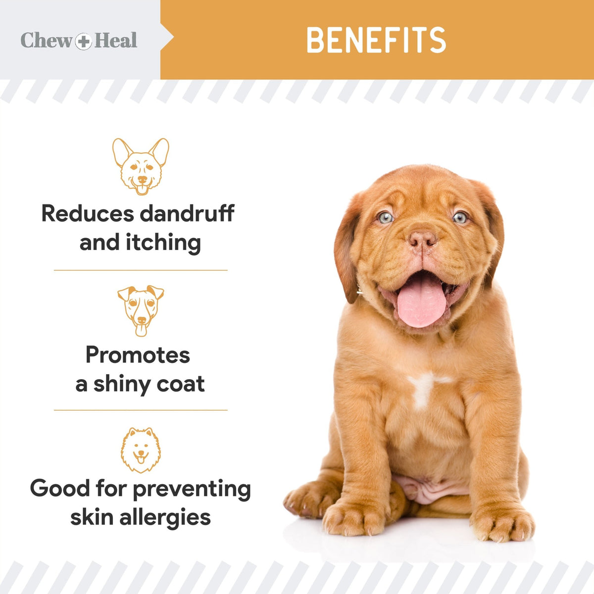 Omega Skin + Coat Dog Supplement - Eva Pet - Chew + Heal