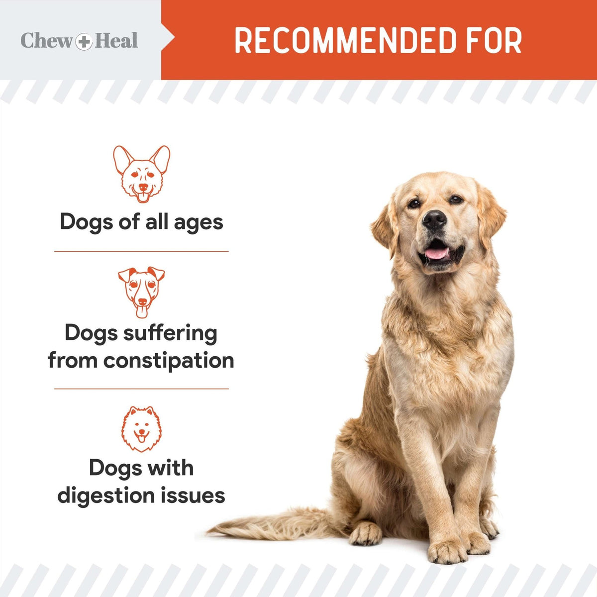 Organic Pumpkin Digestive Defense Superfood Blend Powder Digestive Aid Supplement for Dogs - Eva Pet - Chew + Heal