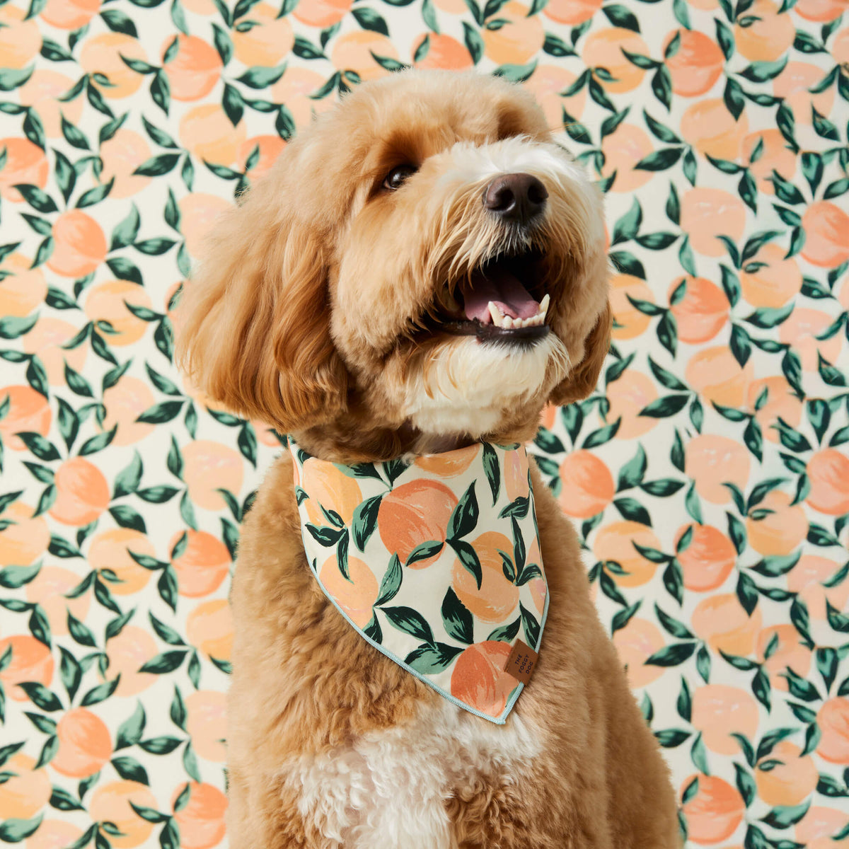 Peaches and Cream Dog Bandana - Eva Pet - The Foggy Dog