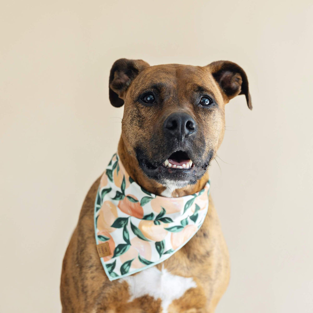 Peaches and Cream Dog Bandana - Eva Pet - The Foggy Dog